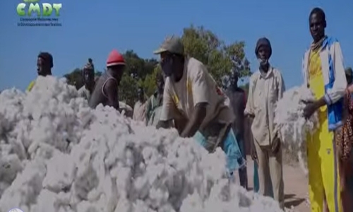 Du coton entre les mains. Le Mali au cœur.